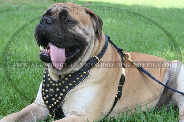 Studded Leather Dog Harness for Bullmastiffs