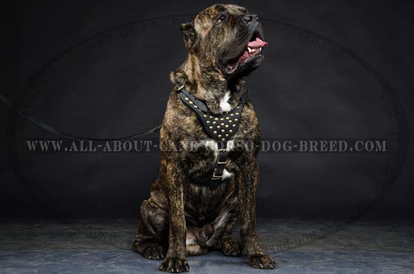 Cane Corso Leather dog harness with brass studs adornment