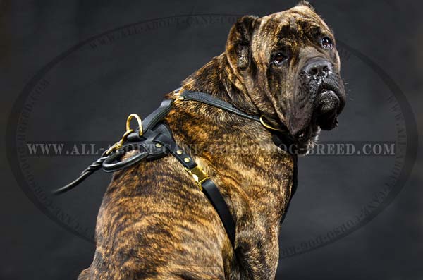 Cane Corso breed leather dog harness for agitation training