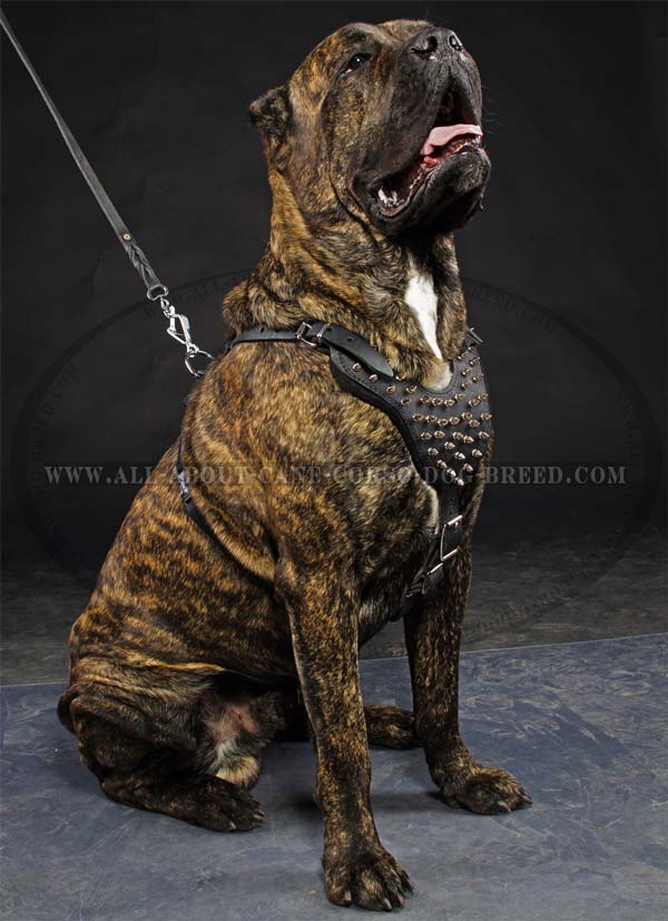 Cane Corso leather dog harness with spikes on the chest plate