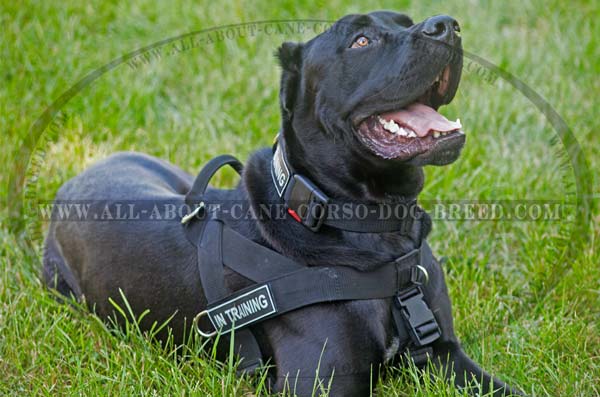 Cane Corso nylon dog harness-for pulling with patches