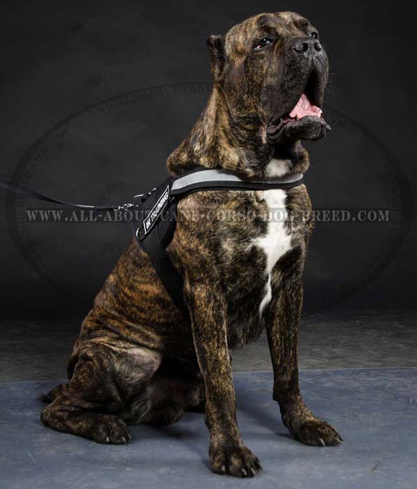 Cane Corso nylon dog harness with reflective trim