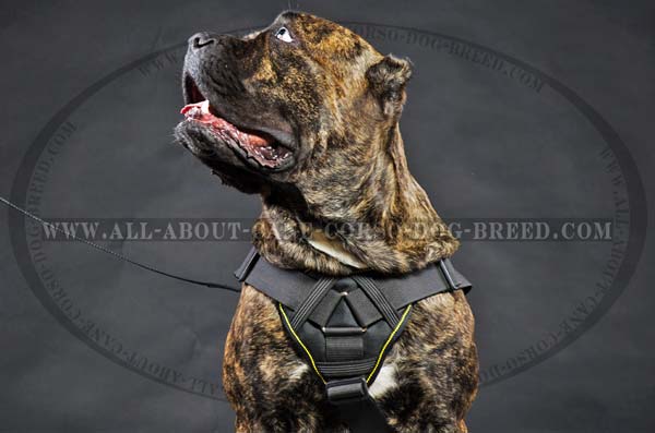 Cane Corso nylon collar with soft chest plate