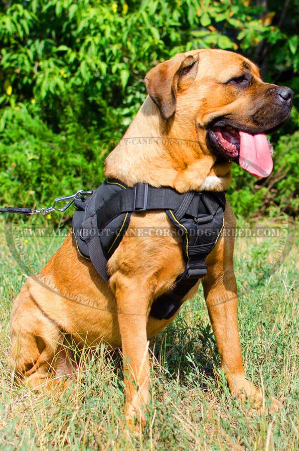 Reliable Tracking Harness for Cane Corso