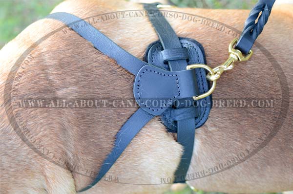 Everyday Leather Bullmastiff Harness