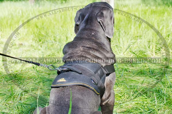 Excellent Canine Harness for Mastino Napoletanos's  Pulling/Tracking Work