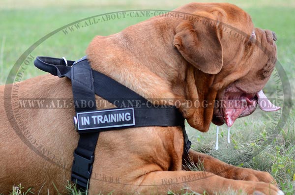 Sport Nylon Canine Harness for Dogue de Bourdeaux