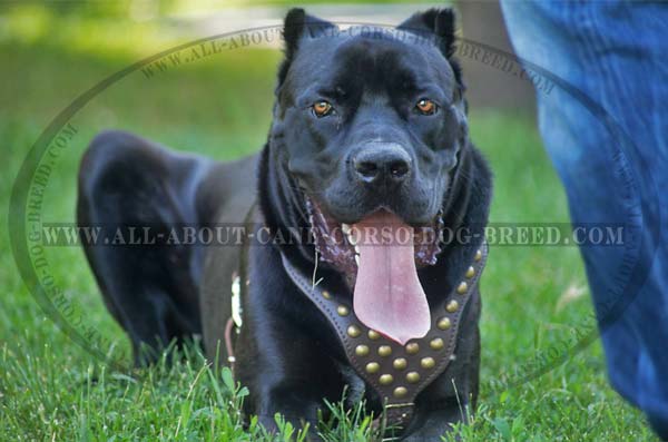Cane Corso leather dog harness with adjustable leather straps