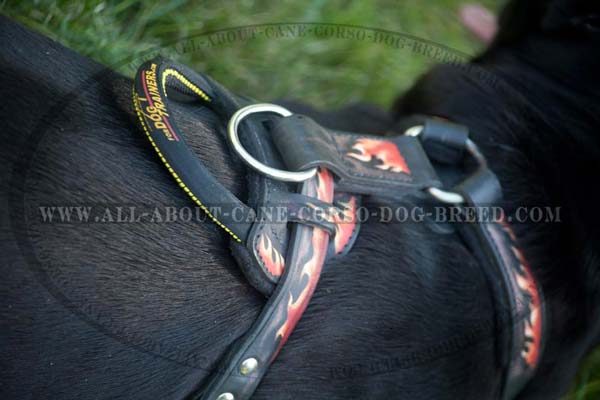 Leather Mastiff Harness with Handle