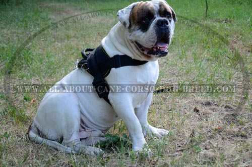 Extra Strong Nylon Canine Harness for American Bulldogs