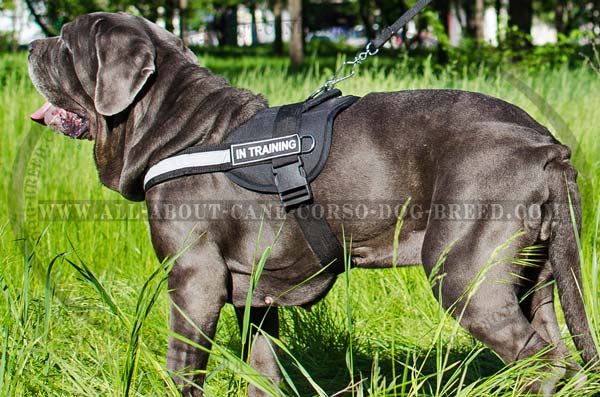 Reflective Nylon Canine Harness for Mastino Napoletano