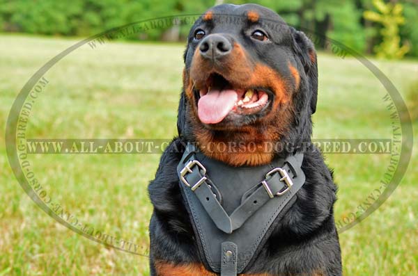 Dependable Leather Dog Harness for Rottweilers