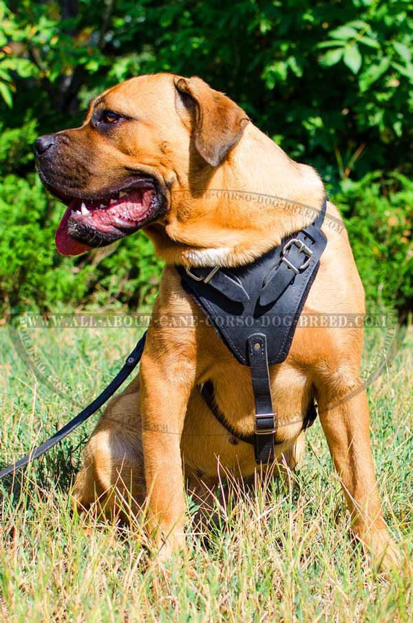 Cane Corso Harness Leather with Padded Chest and Back Plates