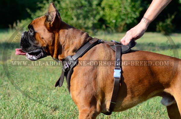Padded Fully Leather Dog Harness of Elaborate Design