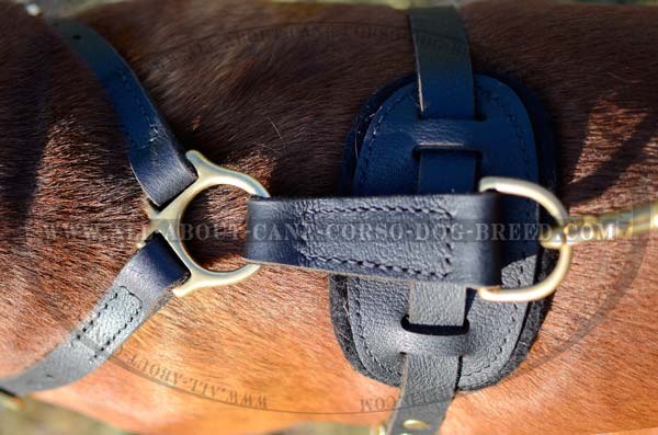 Designer Leather Dog Harness with Point for Leash  Fastening