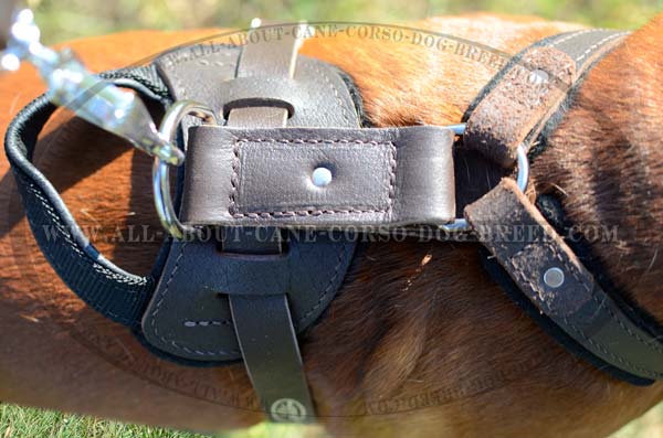 Reliable Leather Dog Harness with Built-In dee Ring