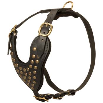 Cane Corso harness with brass studs decoration