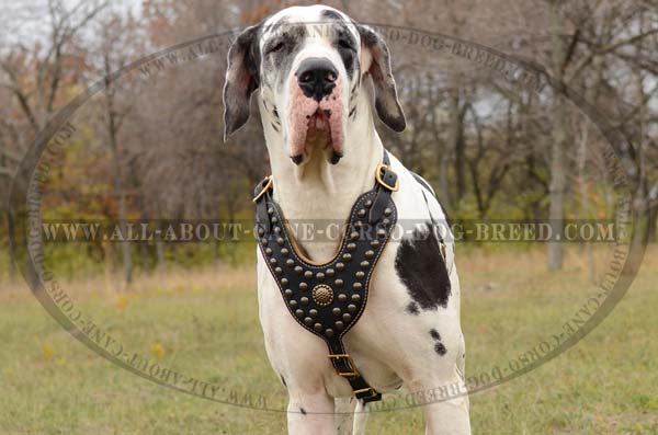 Studded Leather Dog Harness for Great Danes