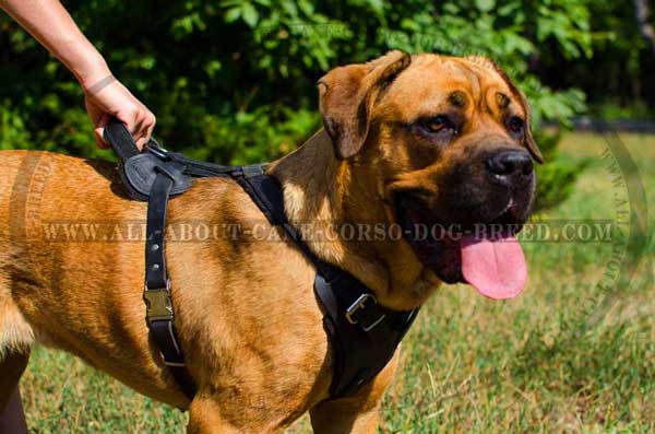 Dog Leather Harness with Handle for Controlling Cane Corso