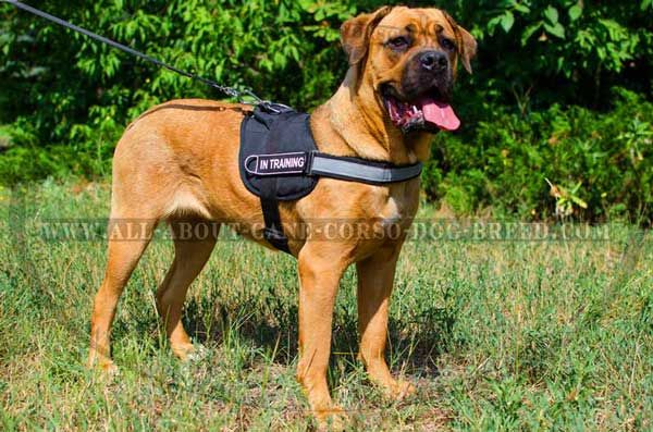 Reflective Nylon Cane Corso Harness with Patches