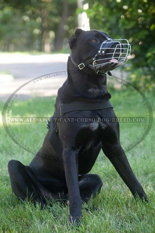 Everyday Cane Corso Harness Ideal for Dog Walking