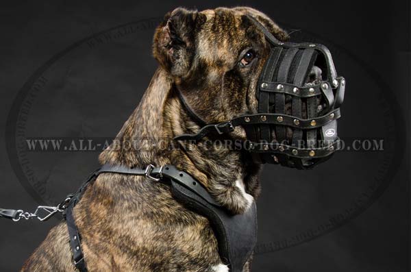 Cane Corso leather dog muzzle with perfectly ventilated design