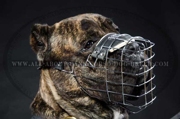 Cane Corso metal cage dog muzzle full protection