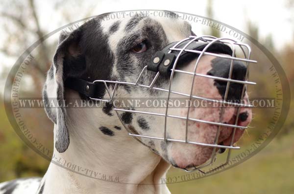 Metal Basket Canine Muzzle for Great Danes