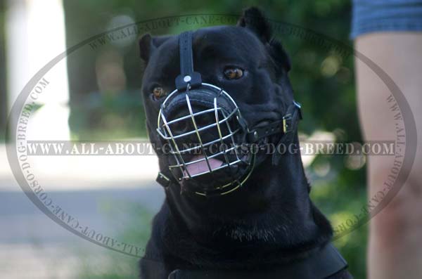 Light Weight Wire Basket Dog Muzzle Mastiff Cane Corso