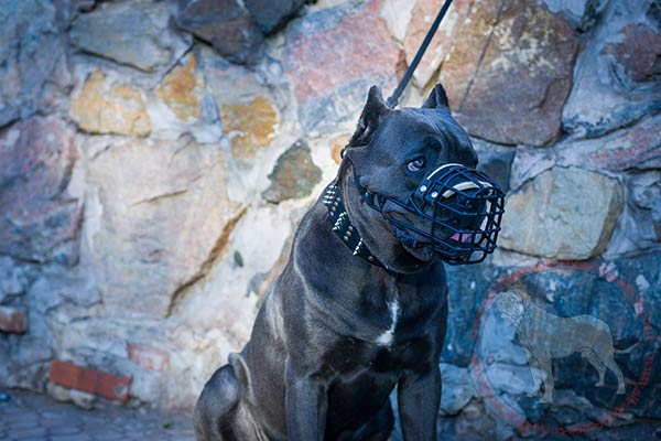 Rubber covered metal dog muzzle for Cane Corso winter walking