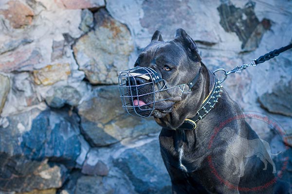 Metal dog muzzle for Cane Corso with padding  on nose