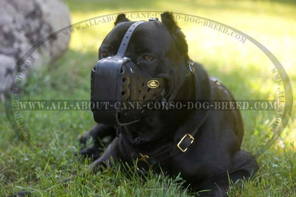 Training Dog Muzzle for Cane Corso