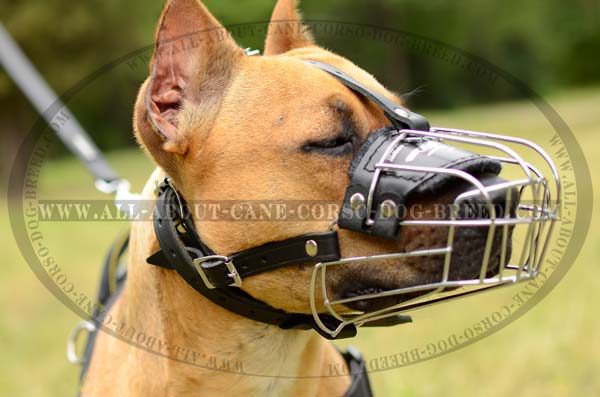 Dependable Wire Cage Canine Muzzle for Pitbull Breed
