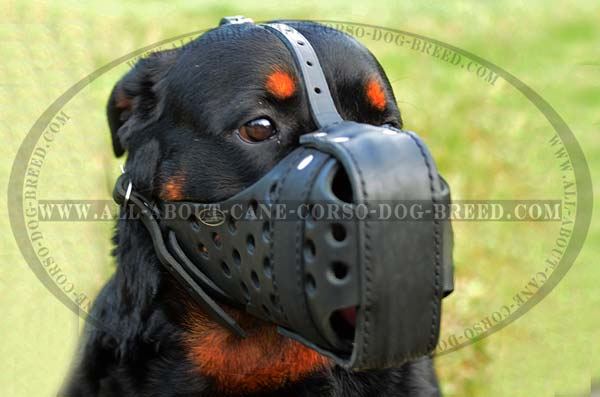 Safe Walking Leather Dog Muzzle for Rottweilers