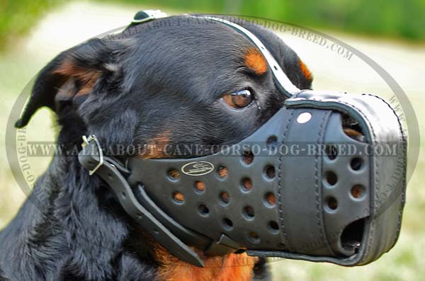 Training Rottweiler Dog Muzzle