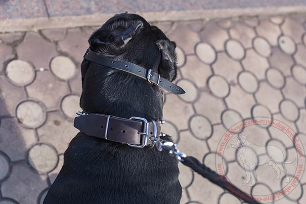 Wire basket Cane Corso muzzle  fixed with one strap