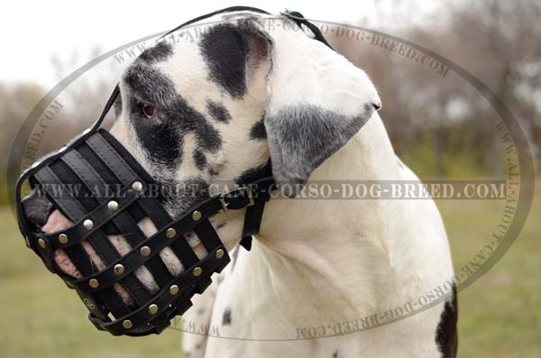Well-Ventilated Leather Basket Dog Muzzle for the Great Dane
