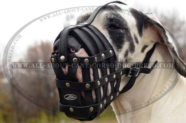 Dependable Leather Mesh Cage Dog Muzzle for Great Dane