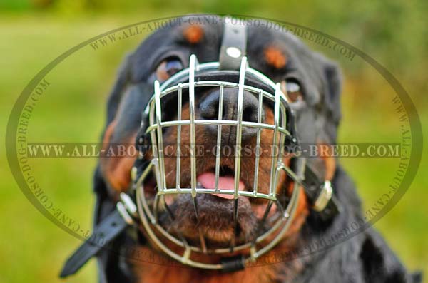 Everyday Wire Basket Dog Muzzle for Rottweilers