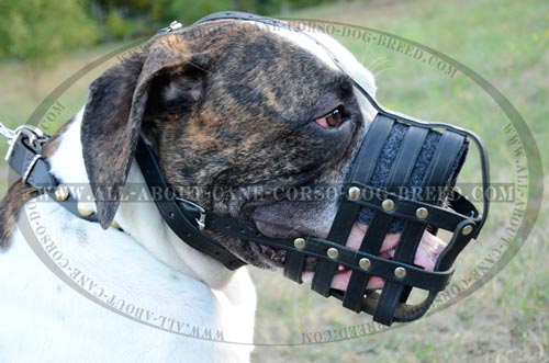Mesh Cage Canine Muzzle for American Bulldog