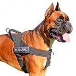 Lightweight Patch Nylon Dog Harness for powerful Boxer
