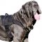 Best Tracking Nylon Chest Plate Harness for Mastino Napoletano Breed