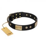 "Antique Gloss" FDT Artisan Black Leather Cane Corso Collar with Bronze-like Plates and Small Studs