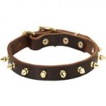 Golden Spikes Walking/Training Collar for Cane Corso