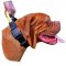 Lightweight Nylon Dog Collar with Heavy-Duty Handle and Snap for Dogue de Bordeaux Dogs