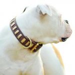 Gorgeous Leather Dog Collar with Plates for American Bulldog