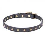 Fashion Leather Cane Corso Collar with Brass Stars