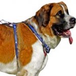 USA Flag Painted Leather Dog Harness Designed for Moscow Watchdog