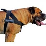 Multipurpose Patch Nylon Dog Harness for Bullmastiffs