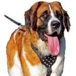 Exquisite Leather Dog Harness with Fierce Spikes for Moscow Watchdogs